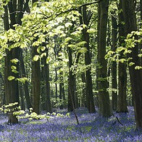 Buy canvas prints of Bluebell Wood by Simon Johnson