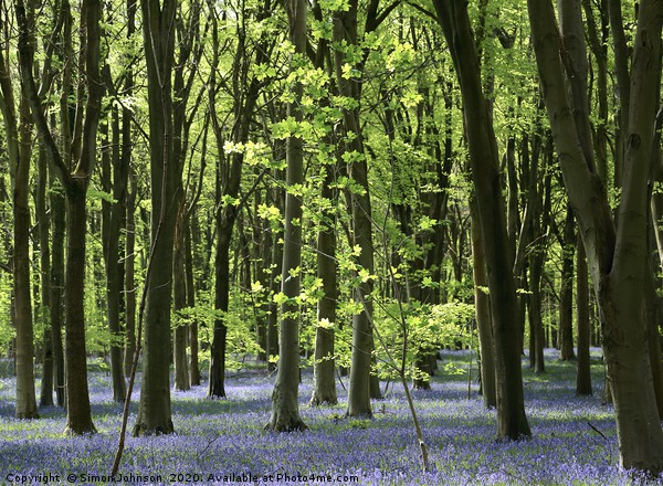 Bluebell EWoodland Cotswolds Picture Board by Simon Johnson