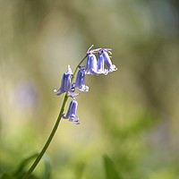 Buy canvas prints of Sunlit Bluebell Cotswolds by Simon Johnson