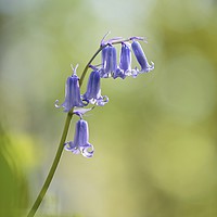 Buy canvas prints of bluebell flower close up by Simon Johnson
