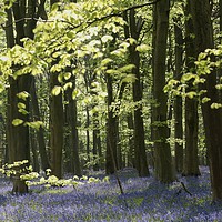 Buy canvas prints of Cotswold wood by Simon Johnson