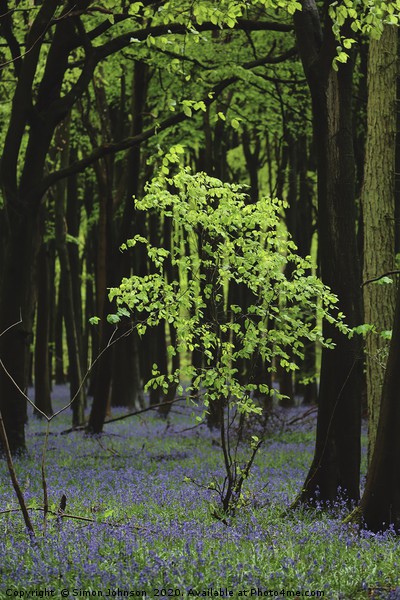 Beech Tree Bluebell Wood Picture Board by Simon Johnson