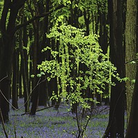 Buy canvas prints of Beech Tree Bluebell Wood by Simon Johnson