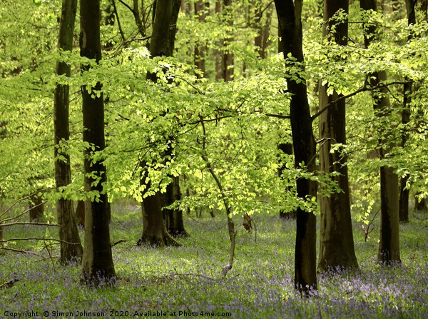 Spring breeze beech wood Picture Board by Simon Johnson