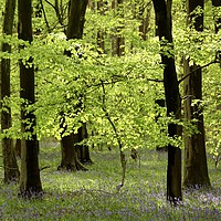 Buy canvas prints of Spring breeze beech wood by Simon Johnson