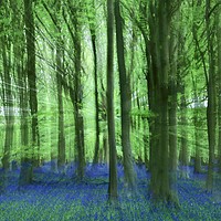 Buy canvas prints of Bluebell Woodlanf creative image by Simon Johnson