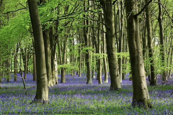 Bluebell woodland Picture Board by Simon Johnson