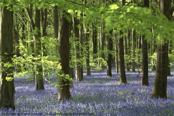 Sunlit bluebell Wood Picture Board by Simon Johnson
