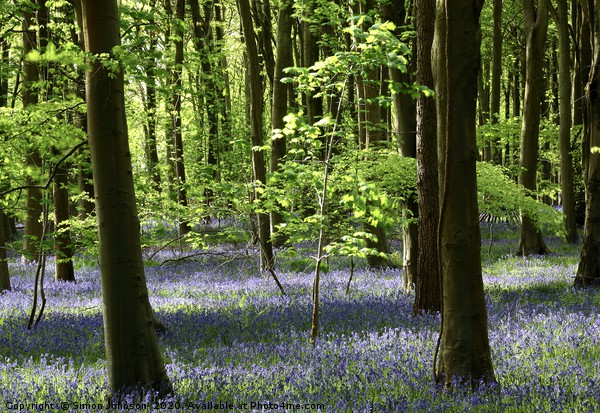 Sunlit Beech tree and bluebell wood Picture Board by Simon Johnson