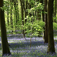 Buy canvas prints of Sunlit Beech tree and bluebell wood by Simon Johnson