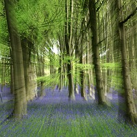 Buy canvas prints of  Impressionist image of Bluebell woodland by Simon Johnson
