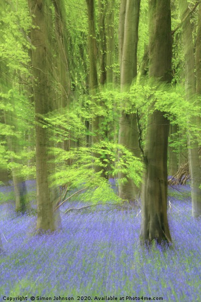 Bluebell ewoodland impressionist image Picture Board by Simon Johnson