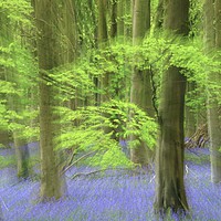 Buy canvas prints of Bluebell ewoodland impressionist image by Simon Johnson