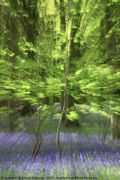  Impressionist image  of Beech sampling  Picture Board by Simon Johnson