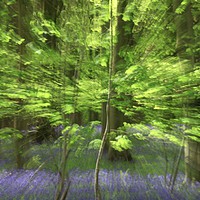 Buy canvas prints of  Impressionist image  of Beech sampling  by Simon Johnson