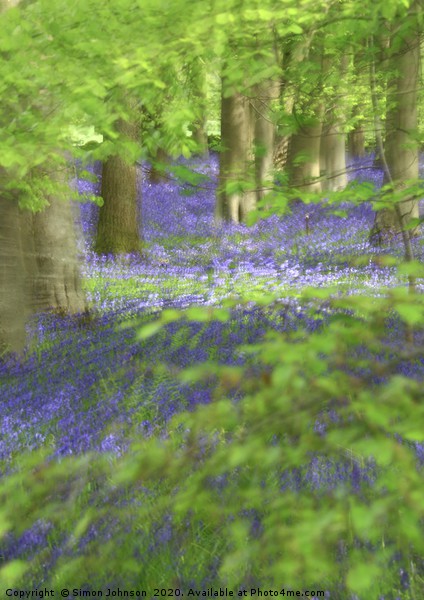 Bluebells and Beech leaves Picture Board by Simon Johnson