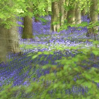 Buy canvas prints of Bluebells and Beech leaves by Simon Johnson