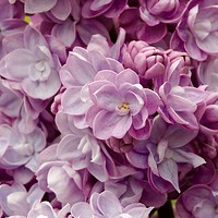 Buy canvas prints of lilac flower by Simon Johnson