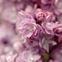 Buy canvas prints of lilac. flower close up by Simon Johnson