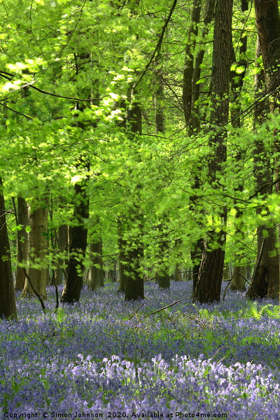 Bluebells and Beech Leaves Picture Board by Simon Johnson