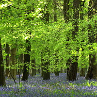 Buy canvas prints of Bluebells and Beech Leaves by Simon Johnson