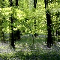 Buy canvas prints of Impressionist image of bluebell Woodland by Simon Johnson