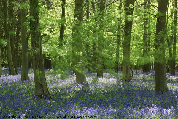 bluebell Woodland Picture Board by Simon Johnson