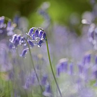 Buy canvas prints of bluebell by Simon Johnson