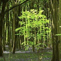 Buy canvas prints of sunlit Beech Tree by Simon Johnson