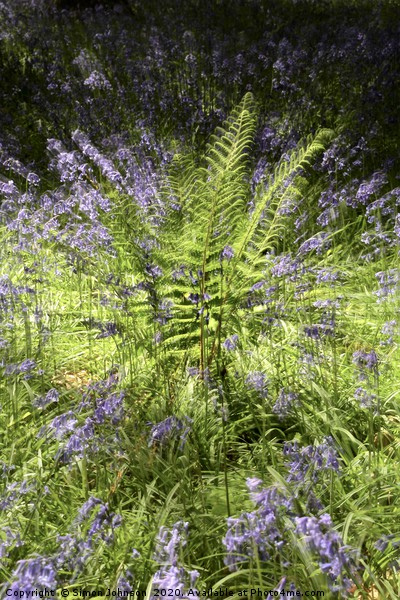 fern explosion Picture Board by Simon Johnson
