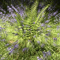 Buy canvas prints of fern explosion by Simon Johnson