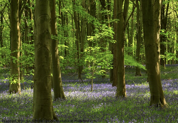 Sunlit tree in bluebell woodland Picture Board by Simon Johnson