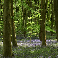 Buy canvas prints of Sunlit tree in bluebell woodland by Simon Johnson