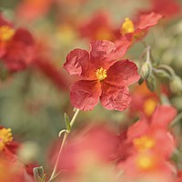 Buy canvas prints of Helianthemum ( Red Dagon) alpine plant by Simon Johnson