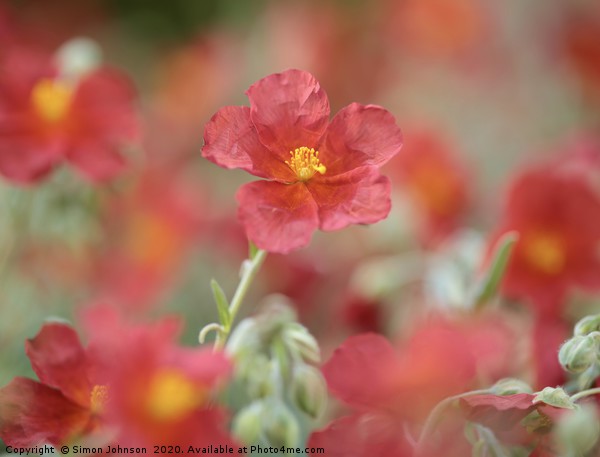 Helianthemum ( Red Dagon) alpine plant Picture Board by Simon Johnson