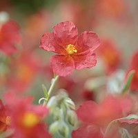 Buy canvas prints of Helianthemum ( Red Dagon) alpine plant by Simon Johnson