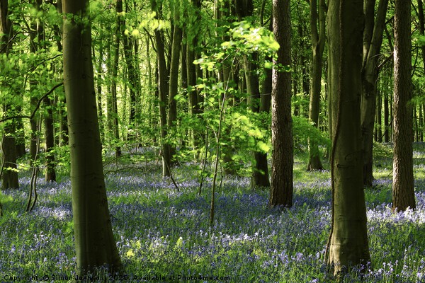 Sunlit beech and bluebell wood, lockdown in paradi Picture Board by Simon Johnson