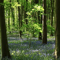 Buy canvas prints of Sunlit beech and bluebell wood, lockdown in paradi by Simon Johnson