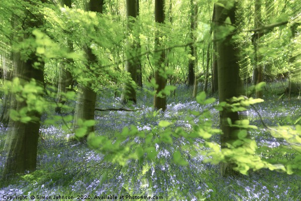 Bluebell glade Picture Board by Simon Johnson