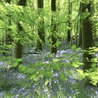 Buy canvas prints of Bluebell glade by Simon Johnson