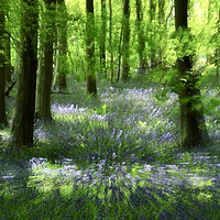 Buy canvas prints of Sunlit bluebell glade by Simon Johnson