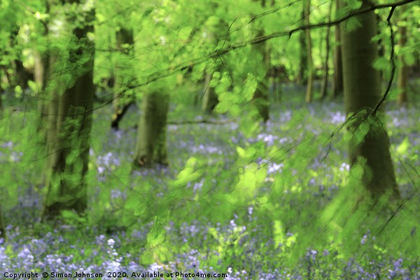 Leaves and bluebells Picture Board by Simon Johnson
