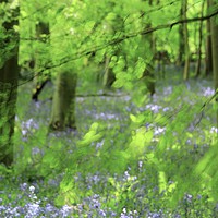 Buy canvas prints of Leaves and bluebells by Simon Johnson