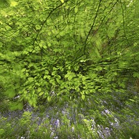 Buy canvas prints of Spring explosion  by Simon Johnson