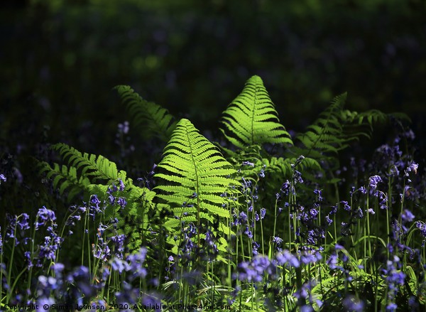 Sunlit ferns and bluebells Picture Board by Simon Johnson