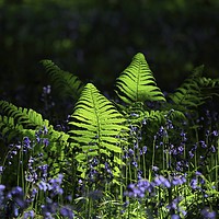 Buy canvas prints of Sunlit ferns and bluebells by Simon Johnson