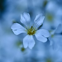 Buy canvas prints of alpine  Flower Cerastium tomentosum by Simon Johnson