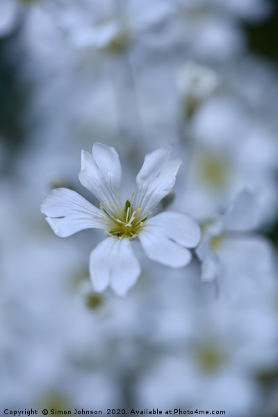 alpine  Flower Cerastium tomentosum Picture Board by Simon Johnson
