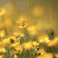 Buy canvas prints of Buttercup close up by Simon Johnson