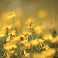 Buy canvas prints of buttercup world by Simon Johnson